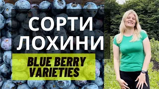 Varieties of blueberries: classic and new, the nuances of their cultivation technologies.