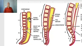 Anatomy of CNS Module in Arabic 2024(Spinal cord, part 1), by Dr. Wahdan.