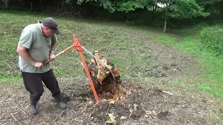 Pulling up a Large Old Stump with a Farm Jack