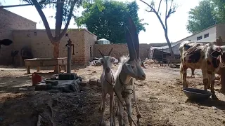 pahari cheroontre goat dekhna mn beautiful In my village new Vedio 2022