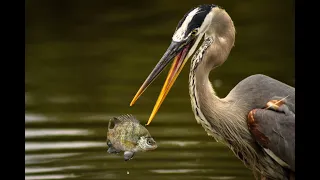 The Great Blue Heron Facts Mini Documentary