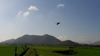 MACAW VS PEREGRINE FALCON !!!