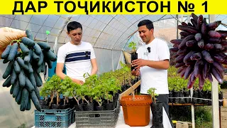 Нихоли нави ба номи Аватар мебошад#аватар#тоҷикистон