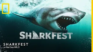 When Sharks Attack | This is Why The Great White Shark Is The King of The Ocean | Full Documentary