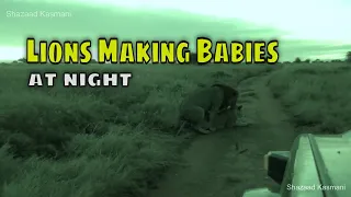 Lions Making Babies at Night