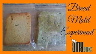 Bread Mold /Fungus Experiment for Grade 5_6