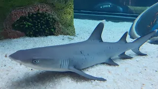 white tip shark taking rest😁