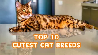 Top 10 Cutest Cats / Different Cats / Cute Cats / Animal Cuteness Overload