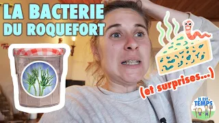 Faire du Penicillium Roqueforti MAISON pour fromage bleu