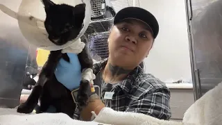 Maui Humane Society works to rescue dozens of animals after Maui wildfires