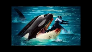 İşte Bu Yüzden Eğitmenler Katil Balinalarla ASLA Yüzmek İstemiyor!