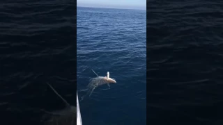 9 FOOT BULL SHARK OFFSHORE FISHING!!!