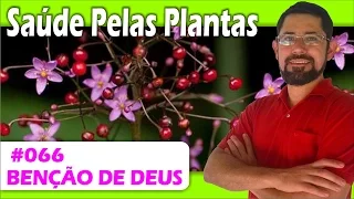 Saúde Pelas Plantas - Bênção de Deus [cicatrizante, erisipela, eczema, infecção intestinal]