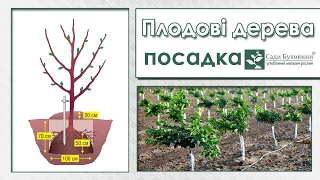 Посадка плодових дерев, колоновидних і звичайних. Як підготувати посадкове місце для саджанця