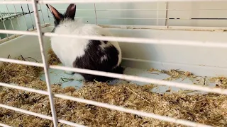 Cute Bunny Rabbits In Pet Shop Store The Reef Gibraltar/Милые Зайцы Кролики Зоомагазин Риф Гибралтар