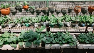 Taguig Shows us How to Grow our Own Veggies