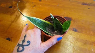 How To Propagate Sansevieria from Cuttings - The Snake Plant - Update