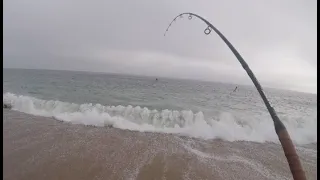 Casting into WADS of Striped Bass off the BEACH!