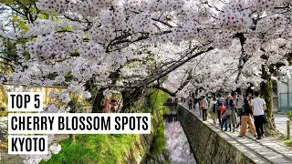 Kyoto Top 5 Best Cherry Blossom Spots Japan