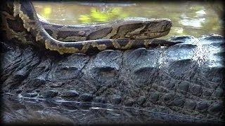 Alligator Attacks Python 05 Time Lapse