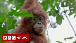 Leuser : Baby orangutans rescued from Indonesia's pet trade - BBC News