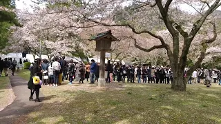 和楽器バンド 出雲大社 ゆう子さん かけ声