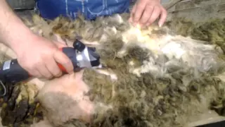 Как мы учились стричь овцу машинкой GTS2012