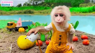 Smart monkey Obi helps dad pick fruit for ducklings