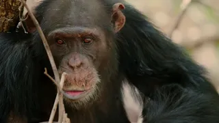 BBC Dynasties: Chimpanzee