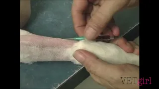 VETgirl Video: Intravenous Catheter Tip and Trick with Amy Newfield