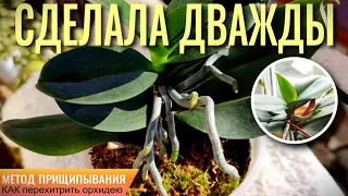 ❗️САМА НЕ ОЖИДАЛА, ЧТО СДЕЛАЮ ЭТО ДВАЖДЫ С ОРХИДЕЕЙ! МЕТОД ПРИЩИПЫВАНИЯ! СУХАЯ ГНИЛЬ СТВОЛА ОРХИДЕИ!