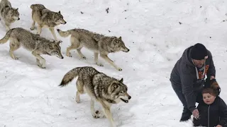 10 TIPS HOW TO SURVIVE FROM WOLVES