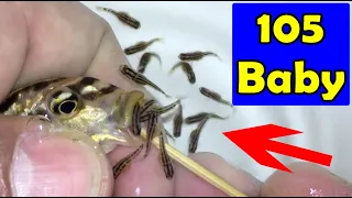 Auratus Cichlid fish gives birth to 105 baby fish 😍🐬👍🙏