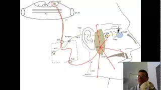 Лицевой нерв: анимационная схема