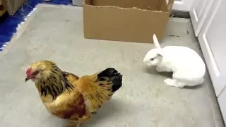 fight night: bunny rabbit vs. chicken rooster