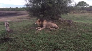 lion roar sound  5 miles away can hear