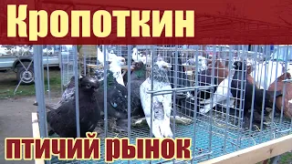 Птичий рынок. Кропоткин. Часть 1. [27.02.2022]