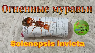 Распаковка! Огненные муравьи // FIRE ANTS solenopsis invicta gemenata. AntGart