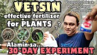 THE TRUTH: VETSIN EFFECTIVE FERTILIZER FOR PLANTS? | 30-DAY EXPERIMENT