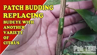 Patch Grafting By Replacing Budeye With Another Variety Of Citrus by Grafting Examples