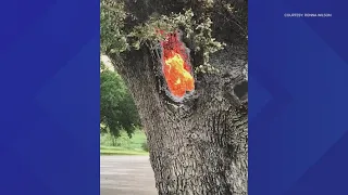 Incredible! Fire burning inside tree after lightning strike near Austin