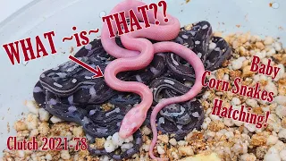 WHAT in the HECK is going on??? Corn Snakes Hatching!