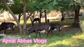 Dubai Safari Park part 1 /Ajmal Abbas Vlogs