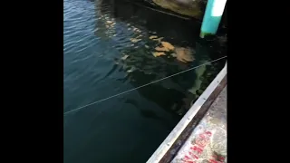 MONSTER GOLIATH GROUPER caught on a Homemade hand-line at a MARINA in the Florida KEYS