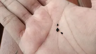 Panen Jintan Hitam | Black seeds Harvesting | Panen Habbatussauda