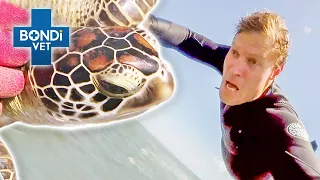 HELP! Sea Turtle Capture Nearly Beats Chris | Bondi Vet Clips | Bondi Vet