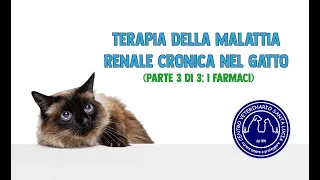 120 - Terapia della malattia renale cronica nel gatto (parte 3 di 3: i farmaci)