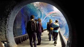 Oceanarium Afrykarium Wroclaw Poland WALKING TOUR HD 1080p