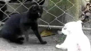 Funny Cat and Dogs.flv