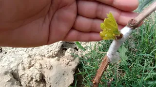 Grafting Grapes Vine How To Graft Grape Plant || Bud Grafting